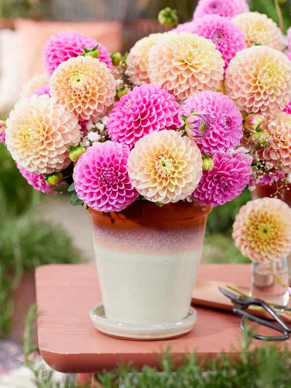 Cut Sweet Suzanne dahlias in pastel floral arrangement