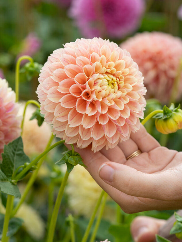 Dahlia Sweet Suzanne with peach and blush pink ball blooms