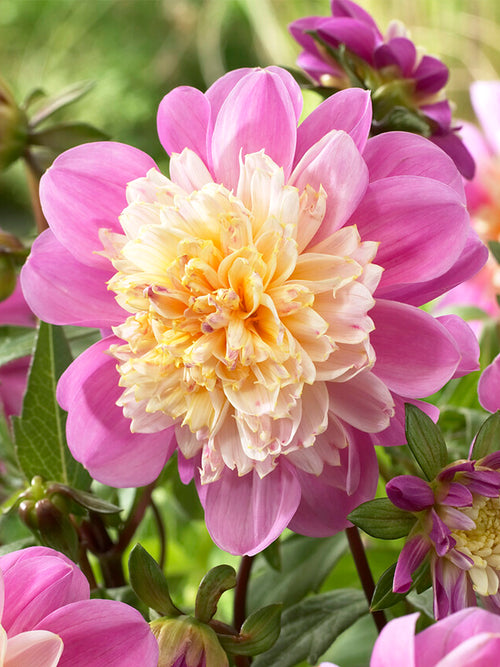 Buy Dahlia Take Off Tubers