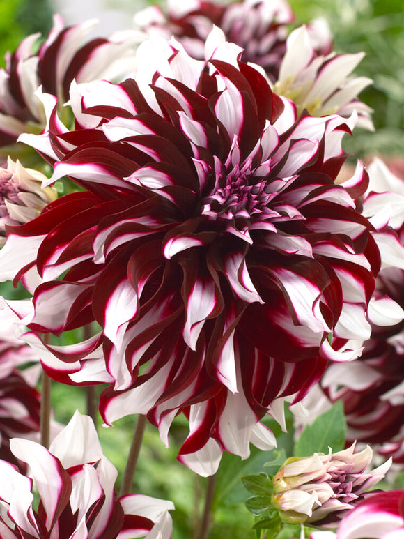 Dahlia Tartan Tubers
