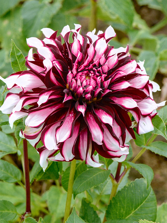 Buy Dahlia Tartan Tubers