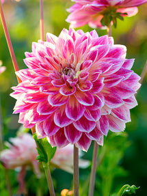 Dahlia Temple of Beauty