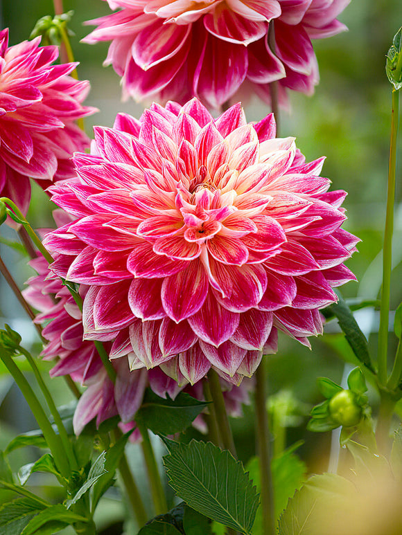 Dahlia ‘Temple of Beauty’ in garden border