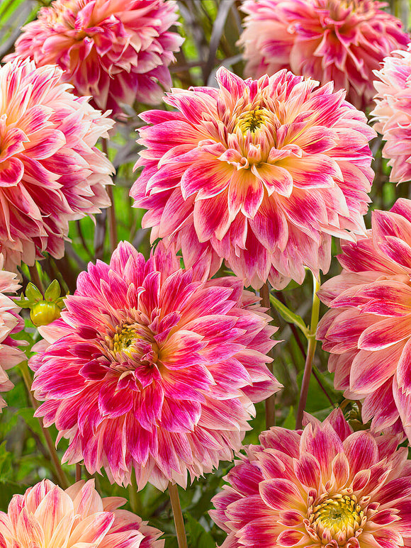 Cream, pink, and yellow Dahlia ‘Temple of Beauty’ flower