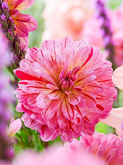 Dahlia ‘Tropical’ bloom close-up