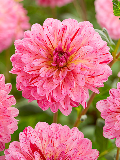Vibrant pink and orange Dahlia ‘Tropical’