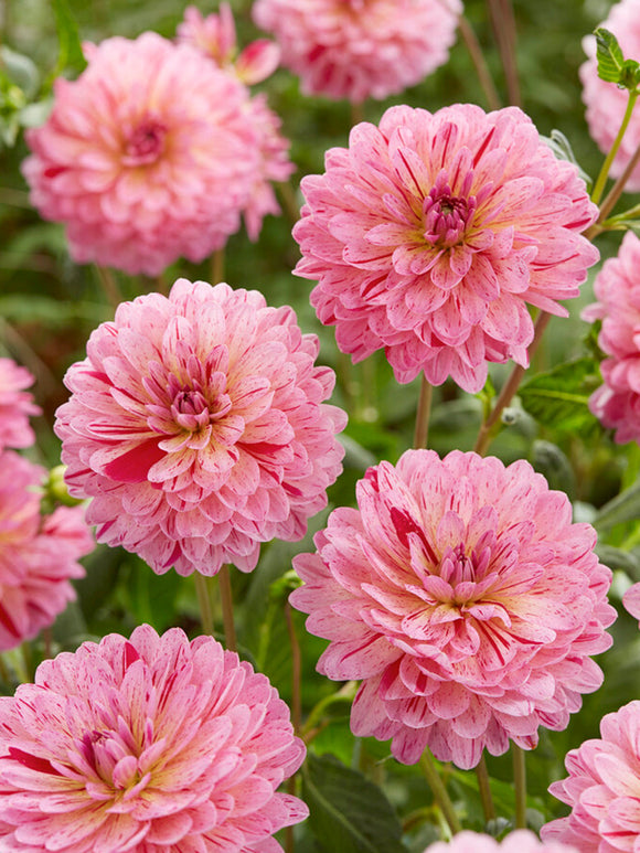 Dahlia Tropical tubers - UK spring delivery