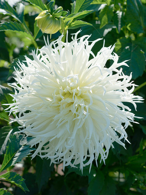 White spider dahlia Tsuki-Yori-No-Shisha with twisting petals