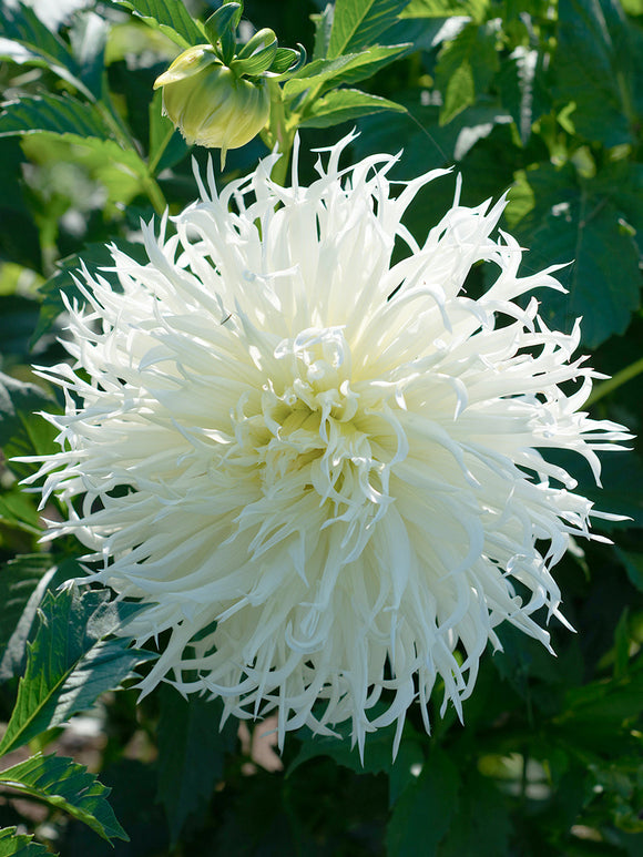 White spider dahlia Tsuki-Yori-No-Shisha with twisting petals