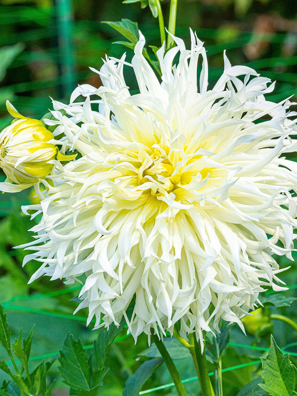 Close-up of ivory white spider dahlia flower in summer light