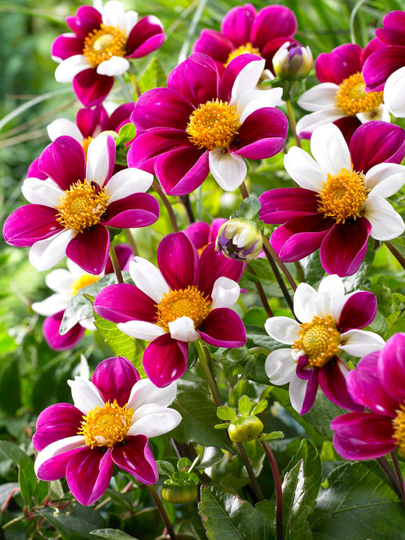 Single dahlia Twyning’s Smartie with pink and white striped petals