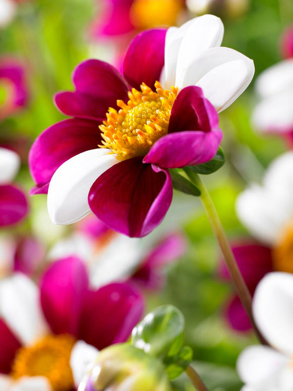 Close-up of striped single dahlia flower