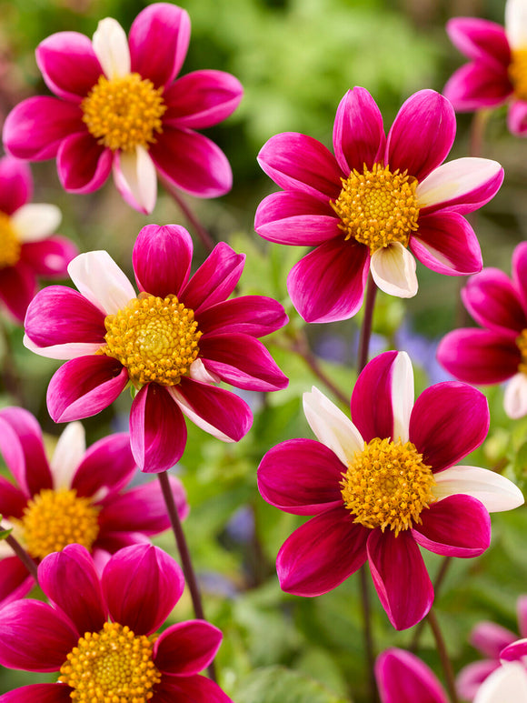 Dahlia Twyning’s Smartie growing in cottage garden border