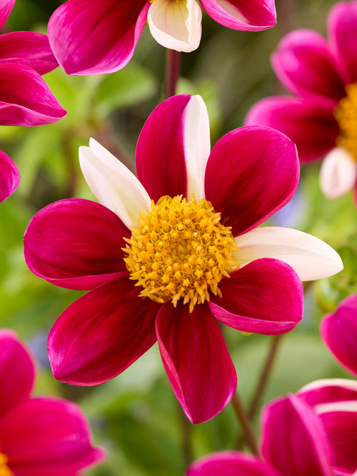 Mixed pink and purple single dahlias in summer garden planting