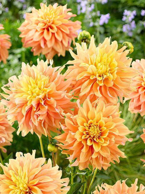 Dahlia 'Tyrell' in summer garden