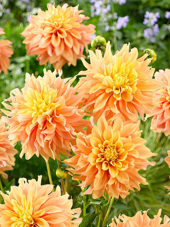 Dahlia 'Tyrell' in summer garden