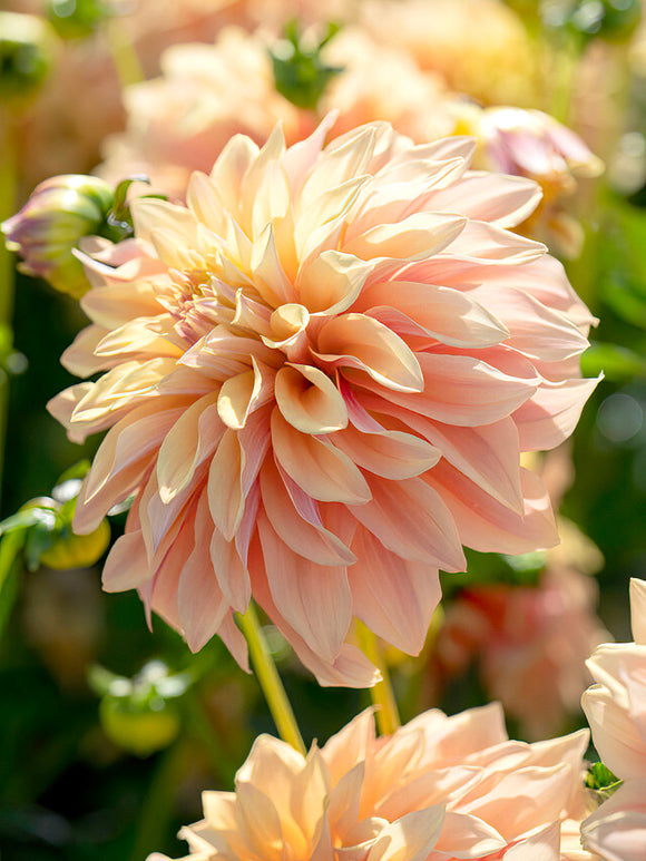 Dahlia Tyrell - Apricot, coral, and golden informal decorative dahlia bloom
