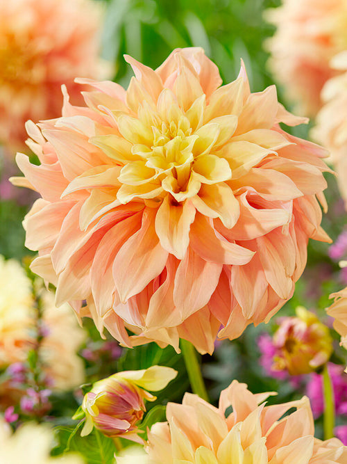 Dahlia Tyrell tubers