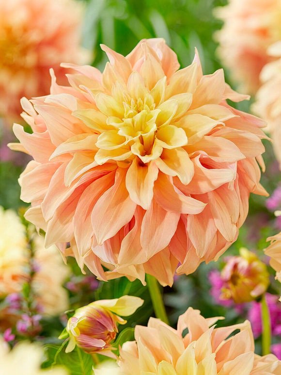 Dahlia Tyrell tubers