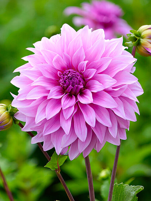 Dahlia Vassio Meggos