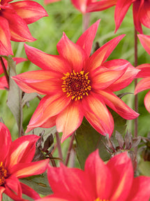 Dahlia Waltzing Mathilda