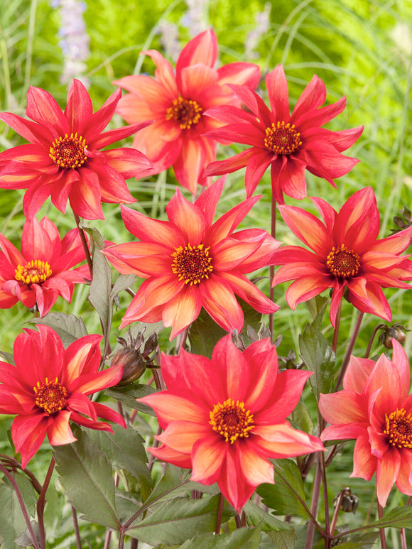 Dahlia Waltzing Mathilda growing in cottage garden border