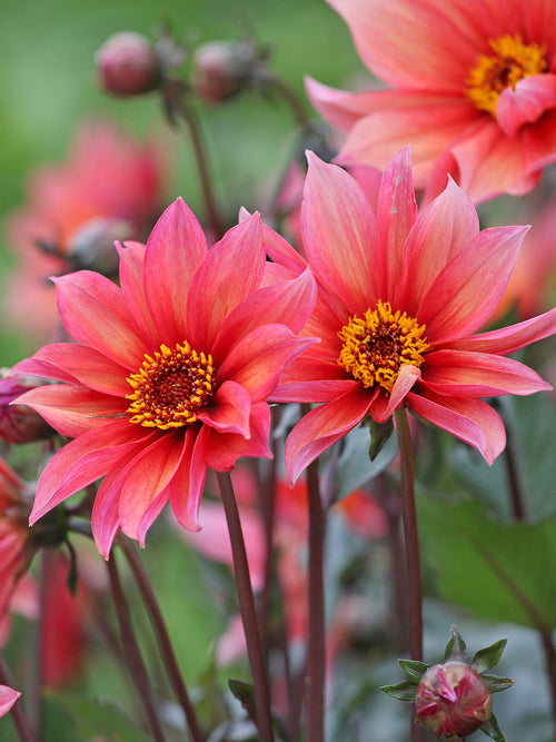 Single dahlia Waltzing Mathilda with peach and coral blooms