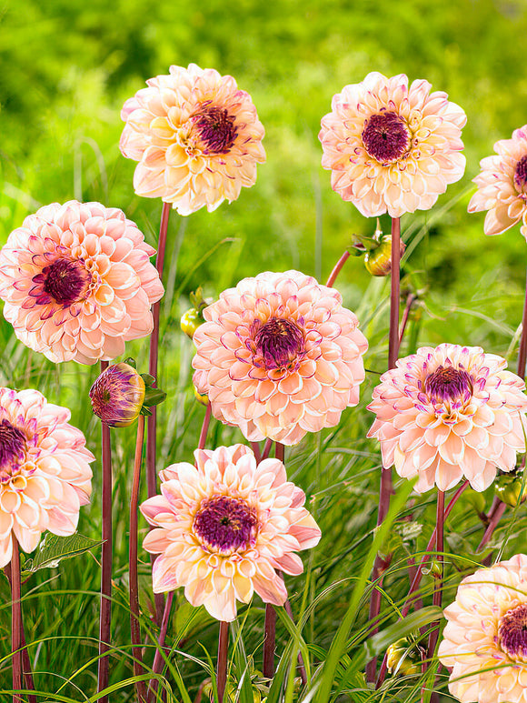 Dahlia Wine Eyed Jill - Blush, yellow, and burgundy ball dahlia bloom