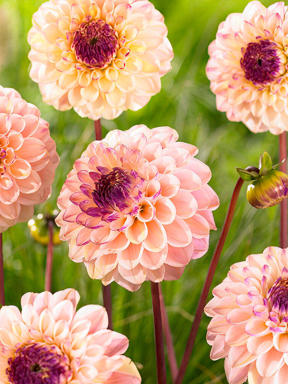 Dahlia Wine Eyed Jill - UK delivery