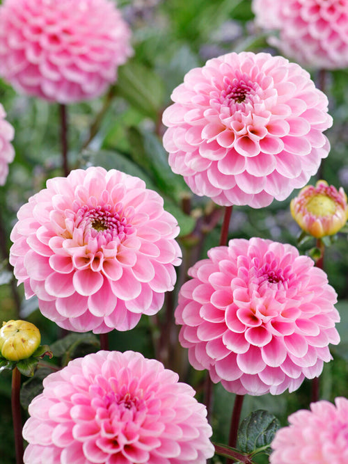 Dahlia Wizard of Oz tubers