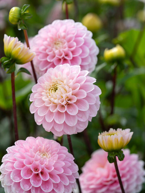 Dahlia Wizard of Oz - UK delivery