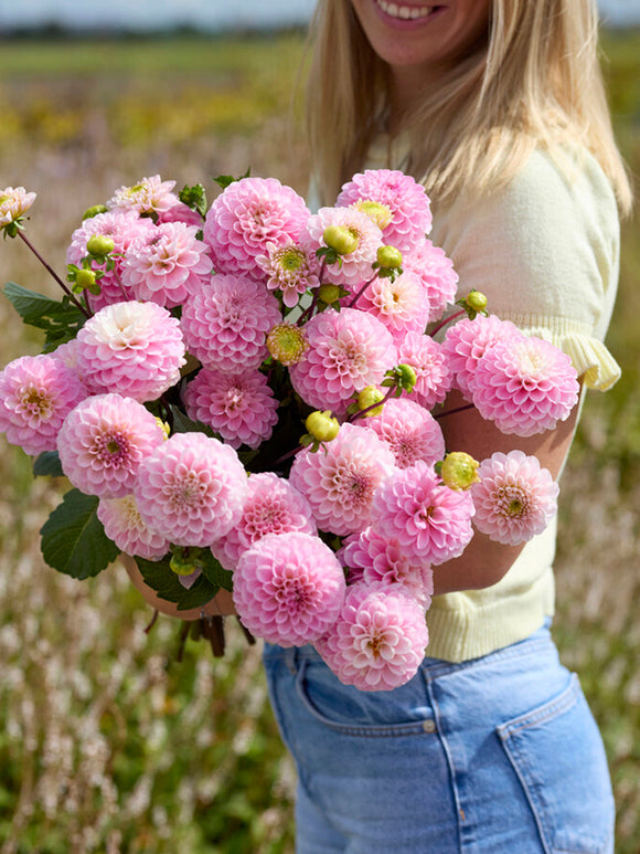 Dahlia Wizard of Oz - Small pink Pompon dahlia bloom