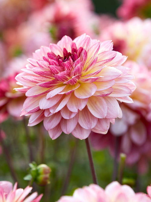 Close-up of Dahlia Zingaro showing soft pink edged petals