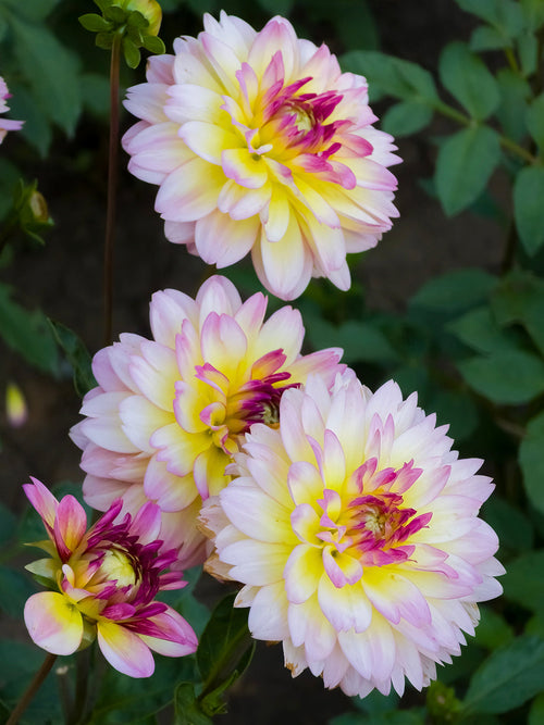 Compact decorative dahlia Zingaro growing in summer border