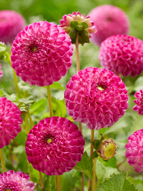 Cluster of spherical pink pompon dahlias on green stems