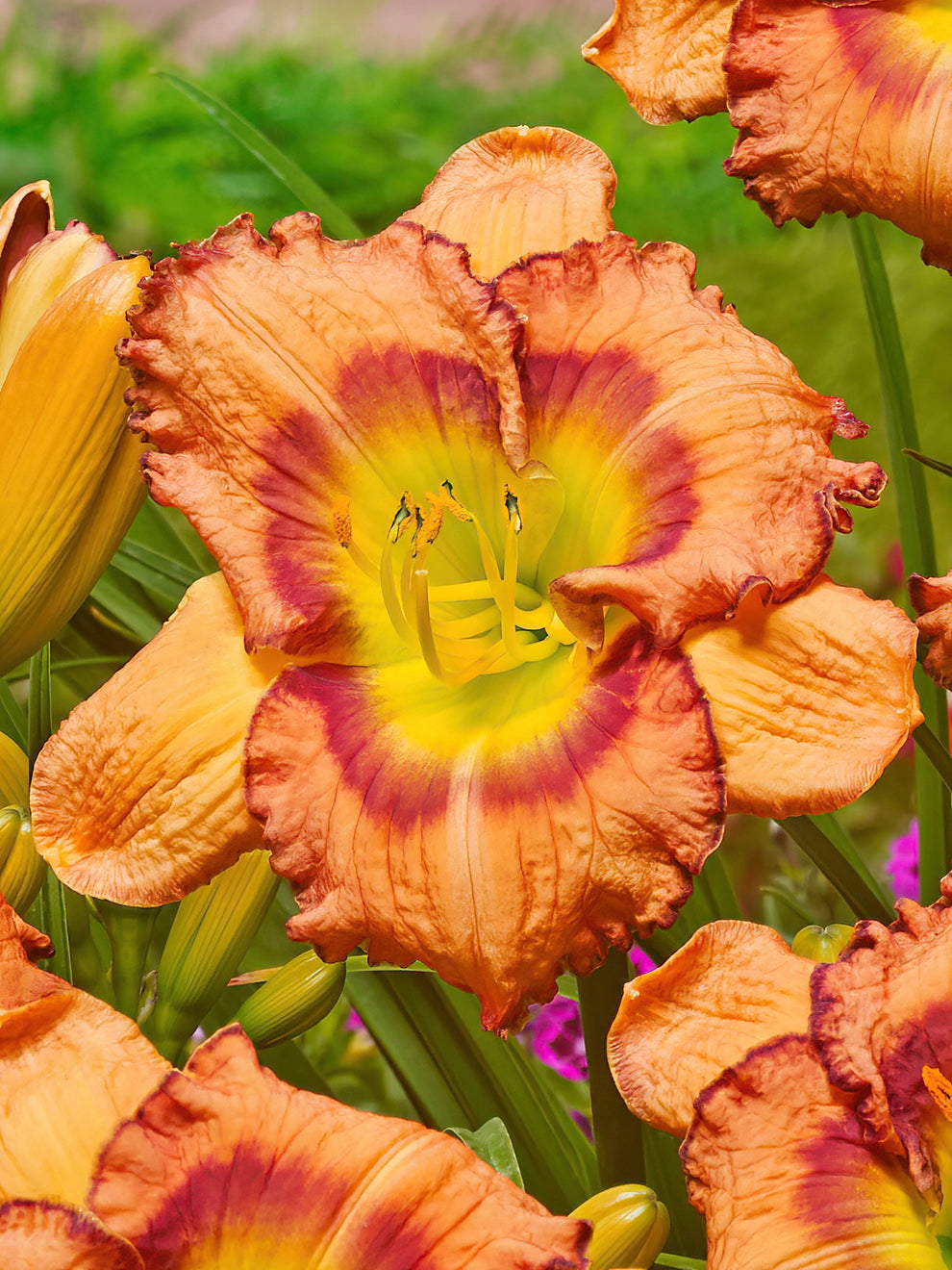 Daylily 'Fruity Kiss' (Hemerocallis) Daylily Roots DutchGrown™ UK