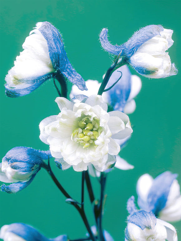 Buy Delphinium La Boheme