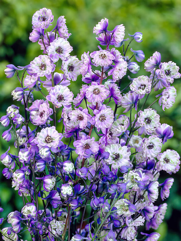 Larkspur bare roots - Delphinium La Boheme