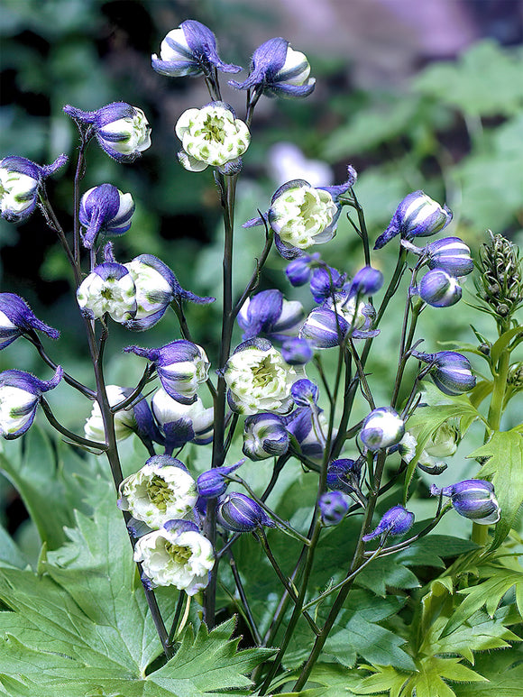 Buy Larkspur Delphinium La Boheme