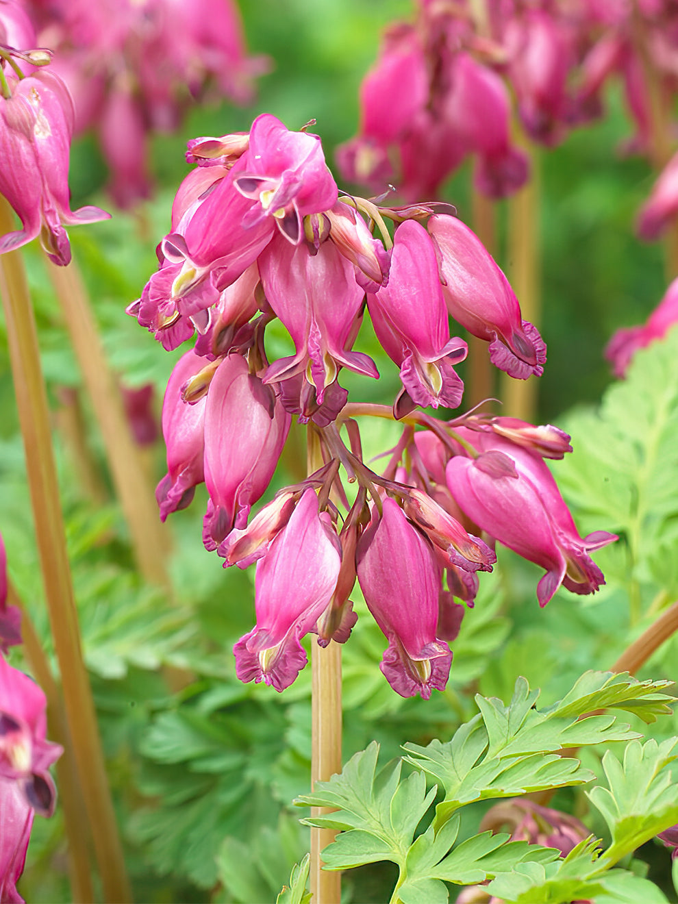 Dicentra 'Luxuriant' Dicentra Roots DutchGrown™ UK