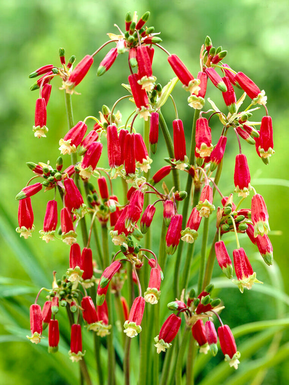 Dichelostemma Ida-Maia (Firecracker Flower)