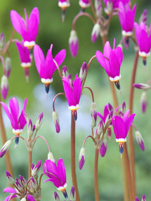 Shooting Star Red Wings (Dodecatheon)