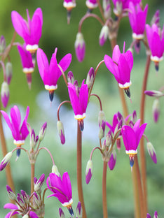 Shooting Star Red Wings (Dodecatheon)