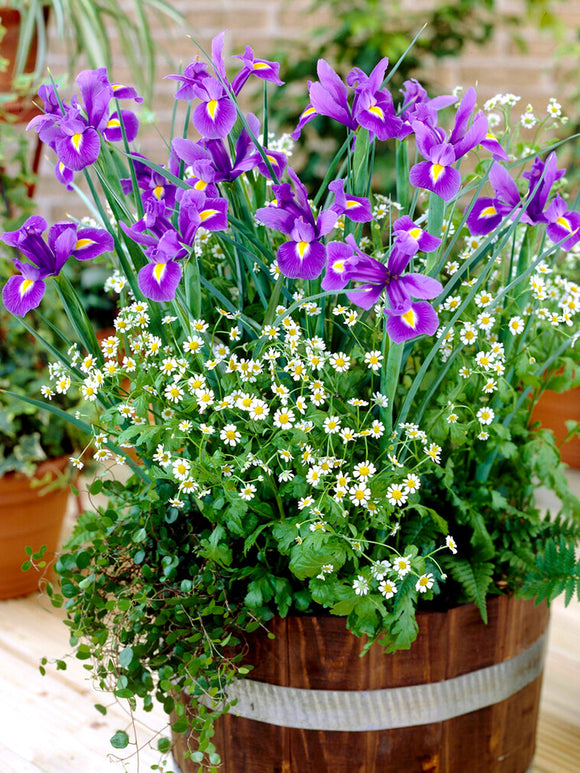 Dutch Iris Bulbs Blue Star