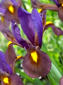 Dutch Iris Eye of the Tiger