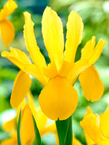 Dutch Iris Golden Harvest