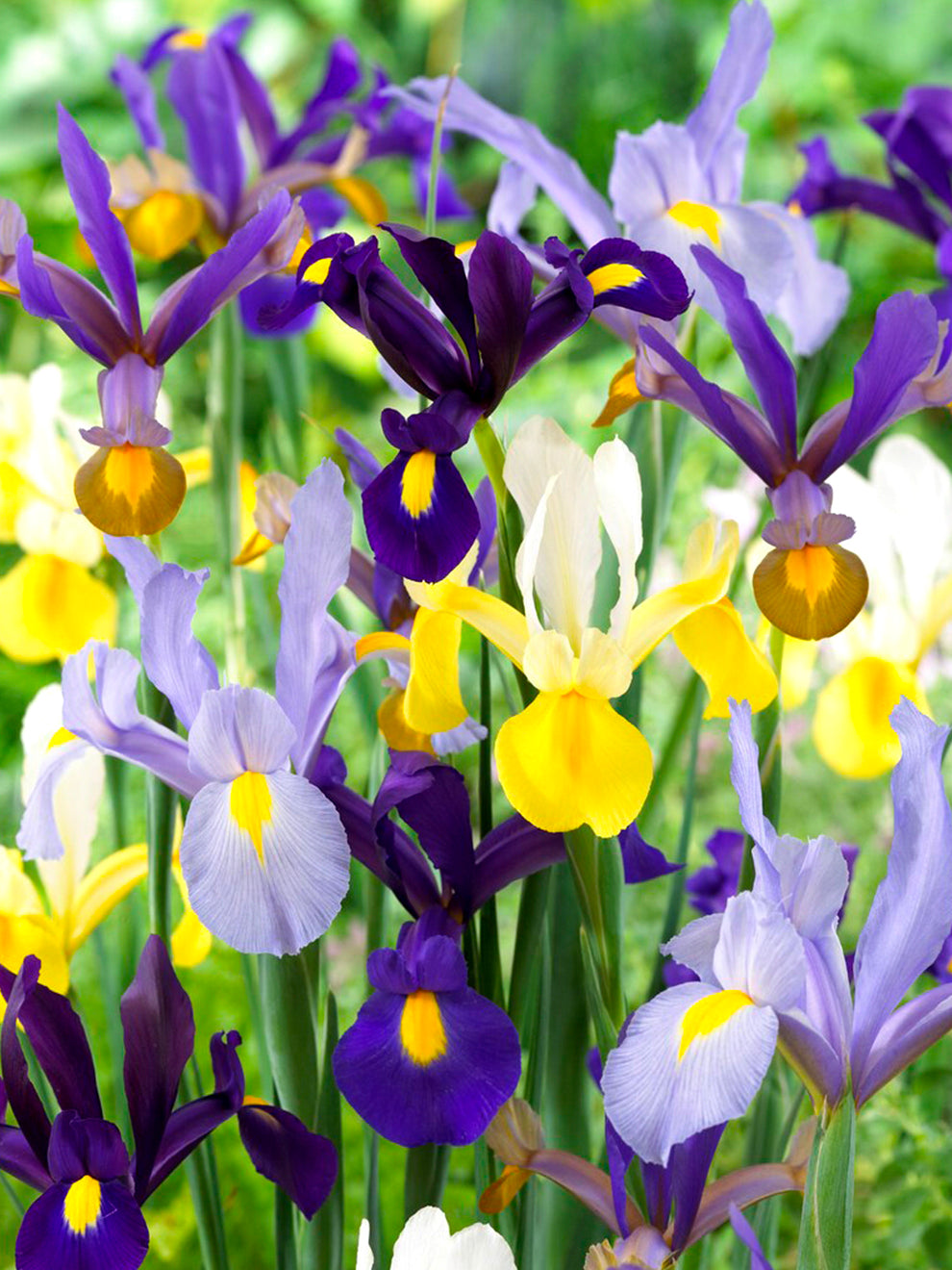 Dutch Iris Bulbs Mixed Colours DutchGrown™ UK