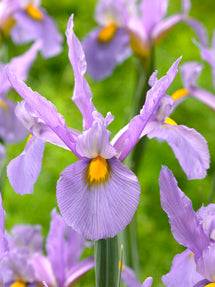 Dutch Iris Pink Panther