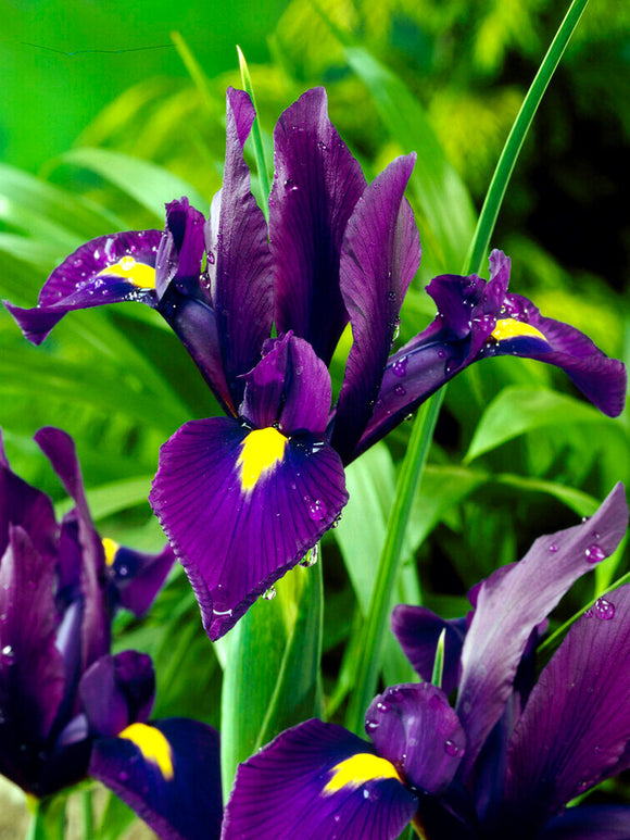 Dutch Iris Purple Sensation