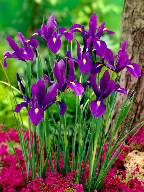 Dutch Iris Purple Sensation